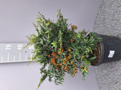 Pyracantha 'Navaho' - Vuurdoorn