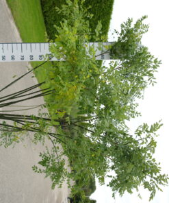 Sophora Japonica
