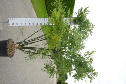 Sophora Japonica - Honingboom