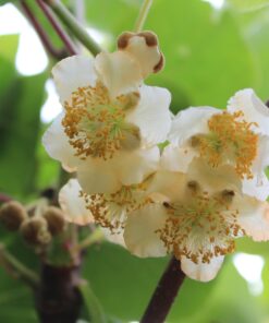 Actinidia arguta 'Male' (Mannelijk)