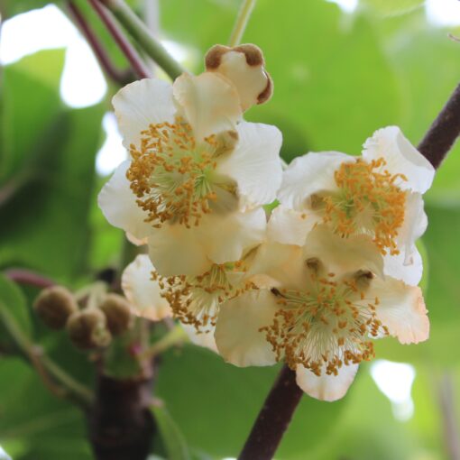 Actinidia arguta 'Male' (Mannelijk)