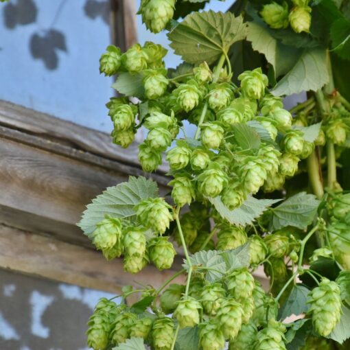 Humulus lupulus 'Hallertau Tradition'