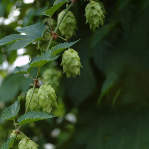 Humulus lupulus 'Opal'