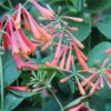 Lonicera 'Dropmore Scarlet' - Struikkamperfoelie