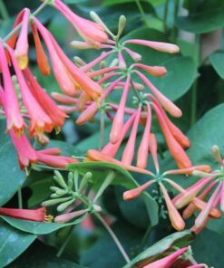 Lonicera 'Dropmore Scarlet' - Struikkamperfoelie