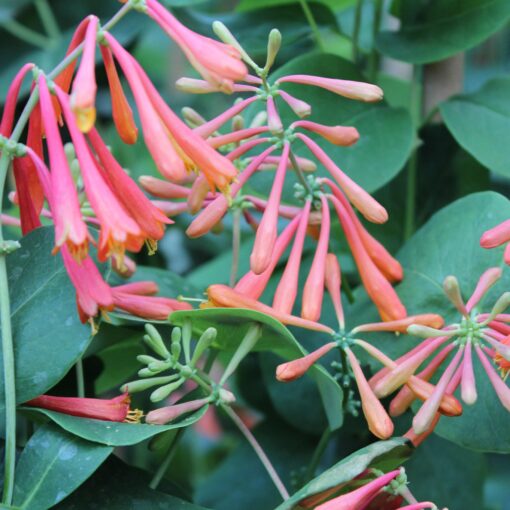 Lonicera 'Dropmore Scarlet' - Struikkamperfoelie