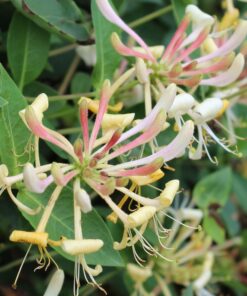 Lonicera 'Caprifolium' - Struikkamperfoelie