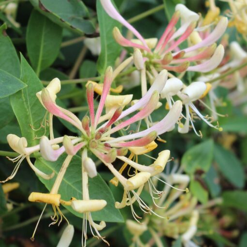 Lonicera 'Caprifolium' - Struikkamperfoelie