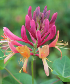 Lonicera Heckrotti 'Goldflame' - Struikkamperfoelie