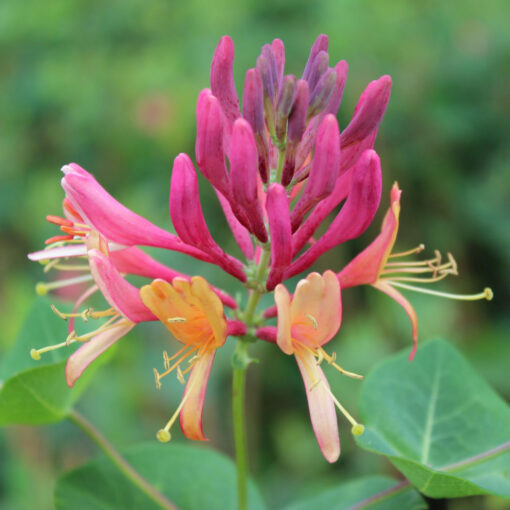 Lonicera Heckrotti 'Goldflame' - Struikkamperfoelie
