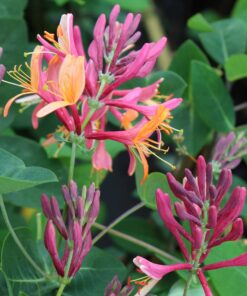 Lonicera Heckrotti 'American Beauty' - Struikkamperfoelie