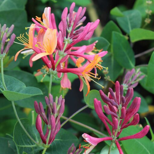 Lonicera Heckrotti 'American Beauty' - Struikkamperfoelie