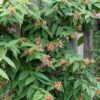 Lonicera Henryi - Struikkamperfoelie