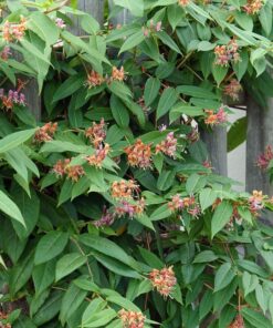 Lonicera Henryi - Struikkamperfoelie