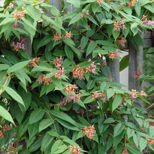 Lonicera Henryi - Struikkamperfoelie