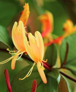Lonicera henryi 'Copper Beauty' PBR