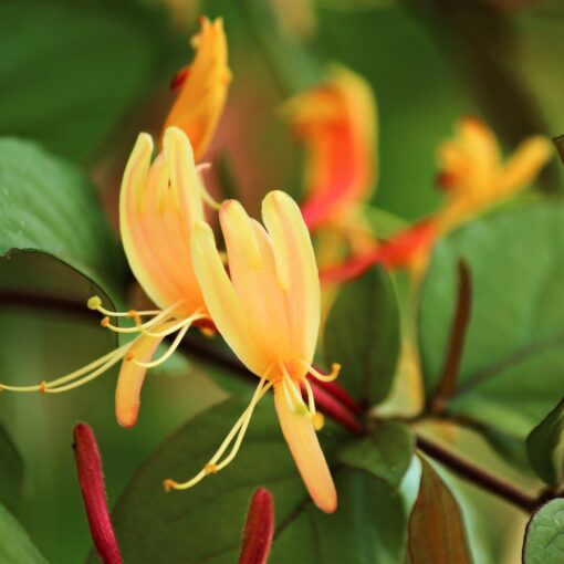 Lonicera henryi 'Copper Beauty' PBR