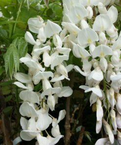Wisteria floribunda 'Longissima Alba'