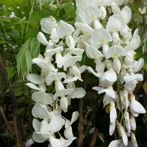 Wisteria floribunda 'Longissima Alba'
