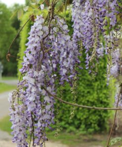 Wisteria Floribunda Macrobotrys