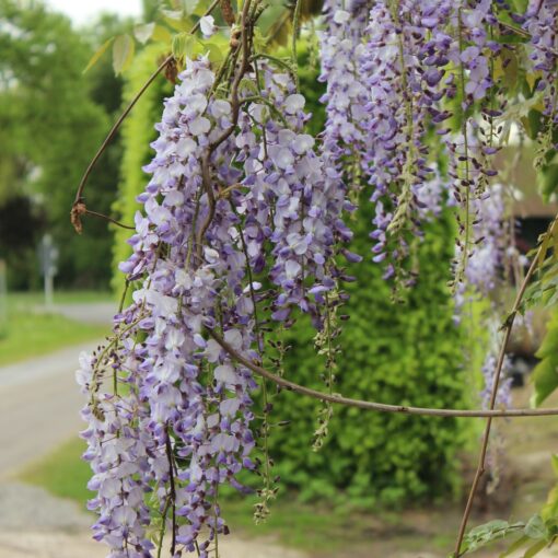 Wisteria Floribunda Macrobotrys