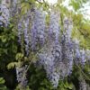 Wisteria Sinensis