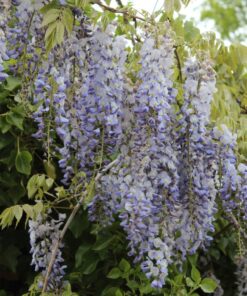 Wisteria Sinensis