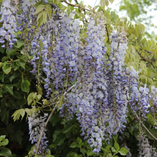 Wisteria Sinensis