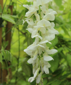 Wisteria Sinensis Alba