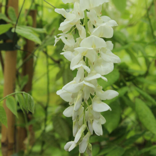 Wisteria Sinensis Alba