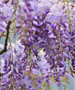 Wisteria  Sinensis Prolific