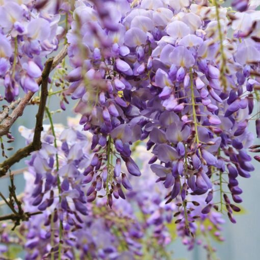 Wisteria  Sinensis Prolific