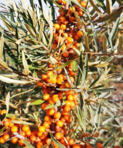 Hippophae Rhamnoides Leikora (vrouwelijk)