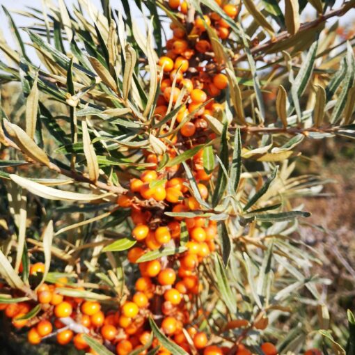 Hippophae Rhamnoides Leikora (vrouwelijk)
