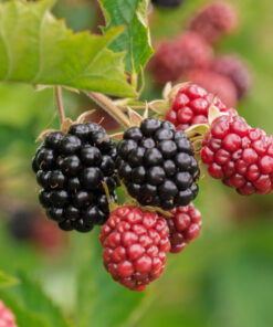 Rubus 'Chester Thornless' - Braam