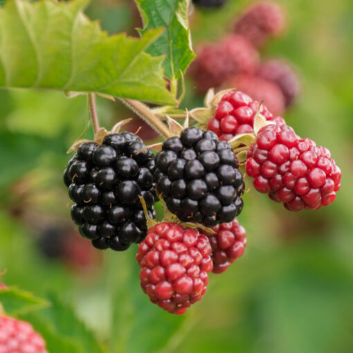 Rubus 'Chester Thornless' - Braam