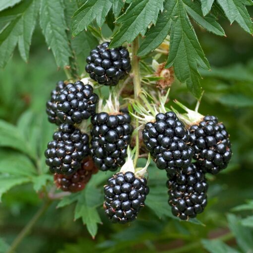 Rubus 'Thornfree' - Braam