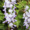 Wisteria Floribunda 'Issai'