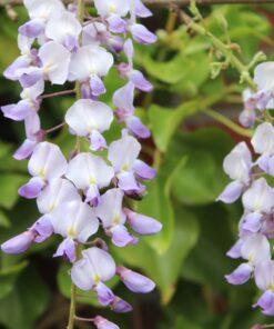 Wisteria Floribunda 'Issai'