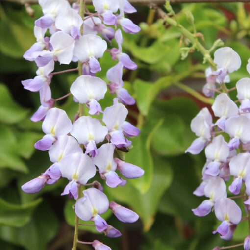 Wisteria Floribunda 'Issai'