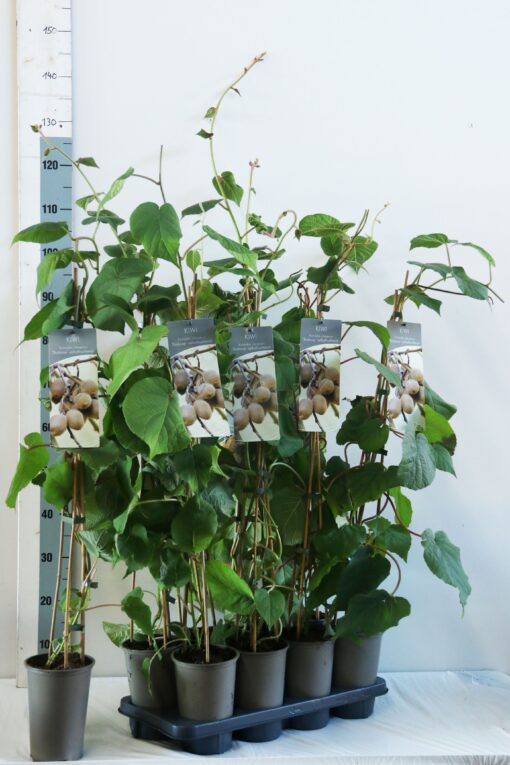Actinidia deliciosa 'Boskoop' - Afbeelding 2