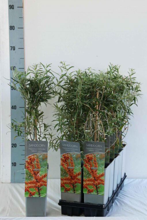 Hippophae Rhamnoides Leikora (vrouwelijk) - Afbeelding 2