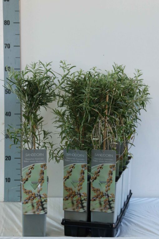 Hippophae Rhamnoides Pollmix (mannelijk) - Afbeelding 2