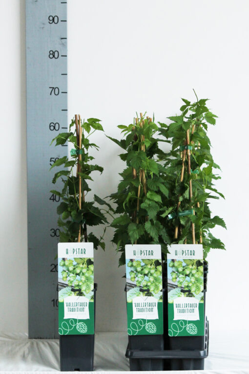 Humulus lupulus 'Hallertau Tradition' - Afbeelding 2