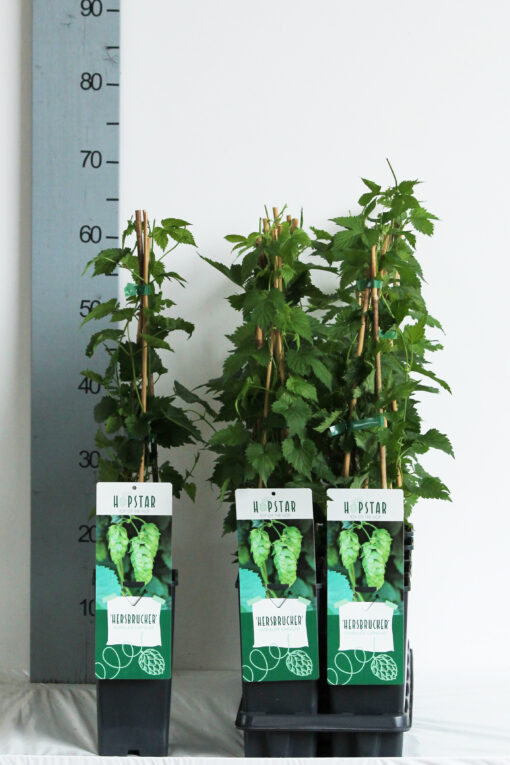 Humulus lupulus 'Hersbrucker' - Afbeelding 2