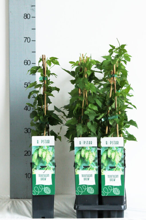 Humulus lupulus 'Northern Brew' - Afbeelding 2