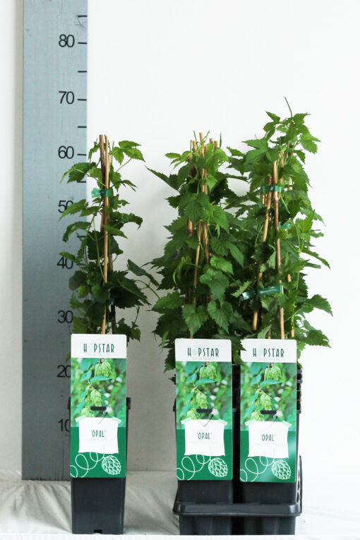 Humulus lupulus 'Opal' - Afbeelding 2