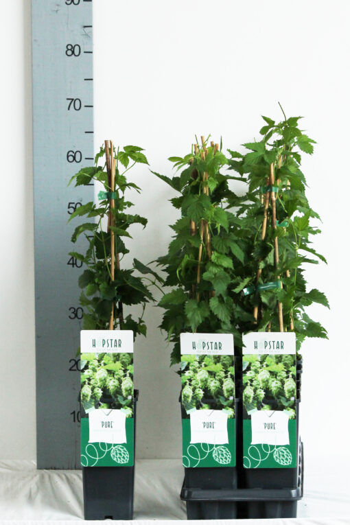 Humulus lupulus 'Pure' - Afbeelding 2