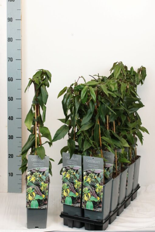 Lonicera henryi 'Copper Beauty' PBR - Afbeelding 2