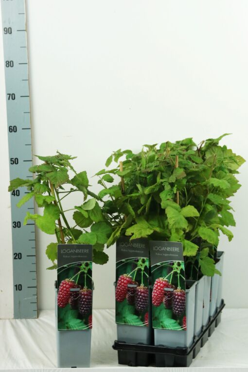 Rubus fruticoses 'Loganberry'- braamboos - Afbeelding 2